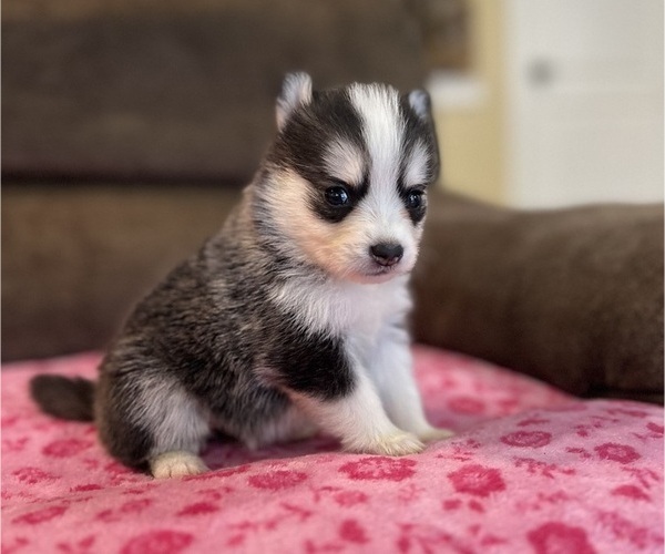 Medium Photo #4 Pomsky Puppy For Sale in DRACUT, MA, USA