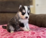 Small #3 Pomsky