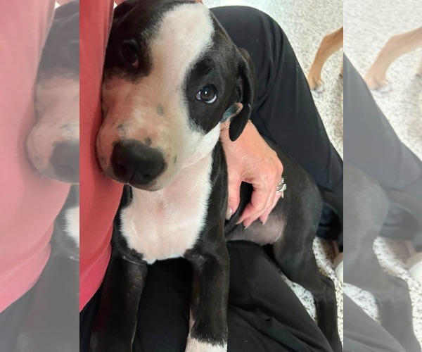 Medium Photo #12 American Staffordshire Terrier-Unknown Mix Puppy For Sale in Holly Springs, NC, USA