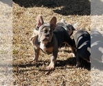 Small #1 French Bulldog