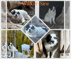 Father of the Great Pyrenees puppies born on 06/04/2024