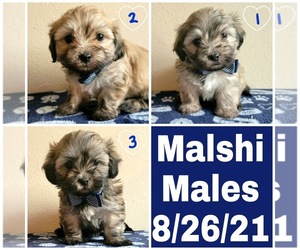 Mal-Shi Puppy for sale in LANCASTER, CA, USA