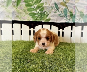 Cavalier King Charles Spaniel Puppy for sale in MOUNT PLEASANT, MI, USA