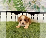 Image preview for Ad Listing. Nickname: Emily