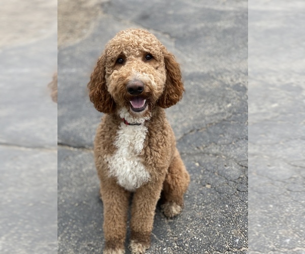 Medium Photo #1 Goldendoodle Puppy For Sale in SPARTA, MI, USA