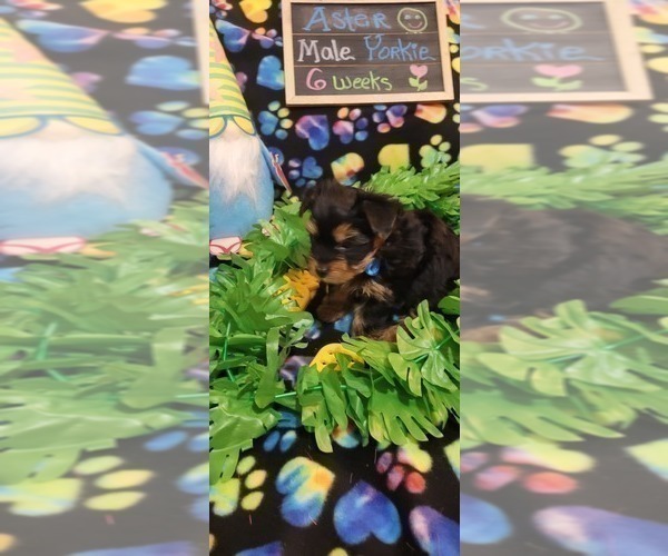 Medium Photo #97 Yorkshire Terrier Puppy For Sale in AKRON, OH, USA