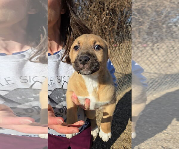 Medium Photo #3 Mutt Puppy For Sale in Estherville, IA, USA