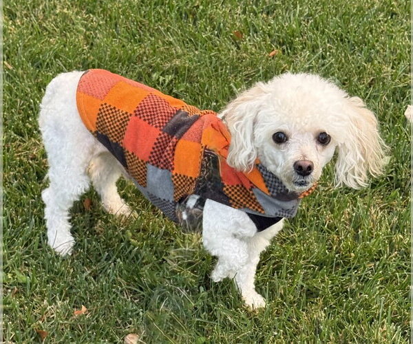Medium Photo #1 Poodle (Miniature)-Unknown Mix Puppy For Sale in Mundelein, IL, USA