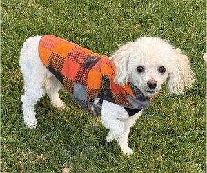 Poodle (Miniature)-Unknown Mix Dogs for adoption in Mundelein, IL, USA