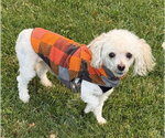 Elvis - Male Poodle (Miniature)-Unknown Mix Dog for Adoption - Small photo