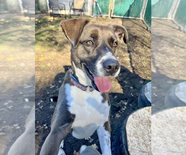 Medium Photo #12 Borador Puppy For Sale in Brewster, NY, USA