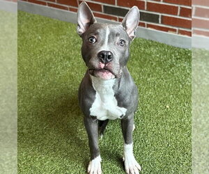 American Pit Bull Terrier Dogs for adoption in Edmond, OK, USA