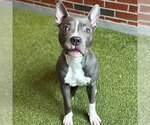 RIPTIDE - Male American Pit Bull Terrier Dog for Adoption - Small photo