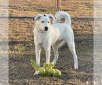 Small #11 Great Pyrenees Mix