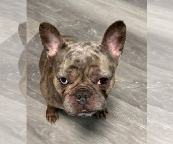 Medium Photo #5 French Bulldog Puppy For Sale in Crete, IL, USA