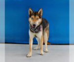Small #1 Gerberian Shepsky