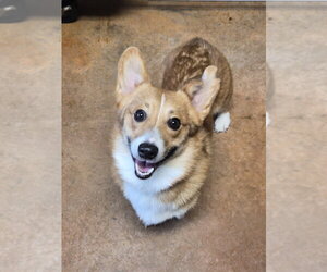 Mutt Dogs for adoption in Bolivar, MO, USA