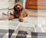 Small #14 Cockapoo-Goldendoodle Mix