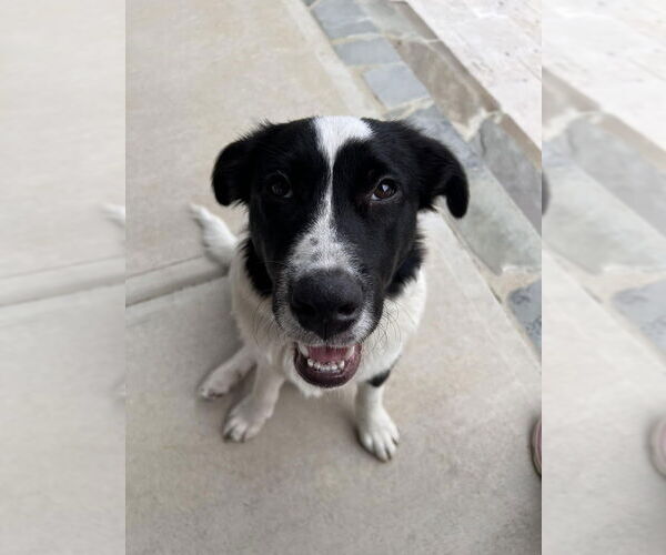 Medium Photo #4 Pyrenees Border Collie Puppy For Sale in Raleigh, NC, USA