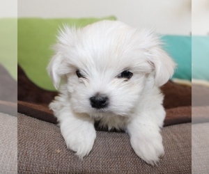 Maltese Puppy for sale in JUNIPER HILLS, CA, USA