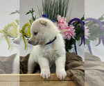 Small Photo #6 Pomsky Puppy For Sale in ROCKFORD, IL, USA