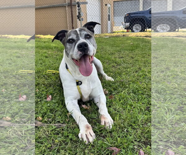 Medium Photo #6 American Bulldog-Unknown Mix Puppy For Sale in Perth Amboy, NJ, USA