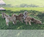 Small Photo #5 Goldendoodle Puppy For Sale in IONIA, KS, USA