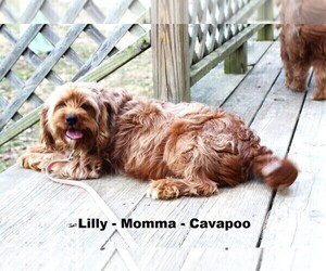 Mother of the Cavapoo puppies born on 04/03/2025