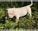 Small #2 American Bully