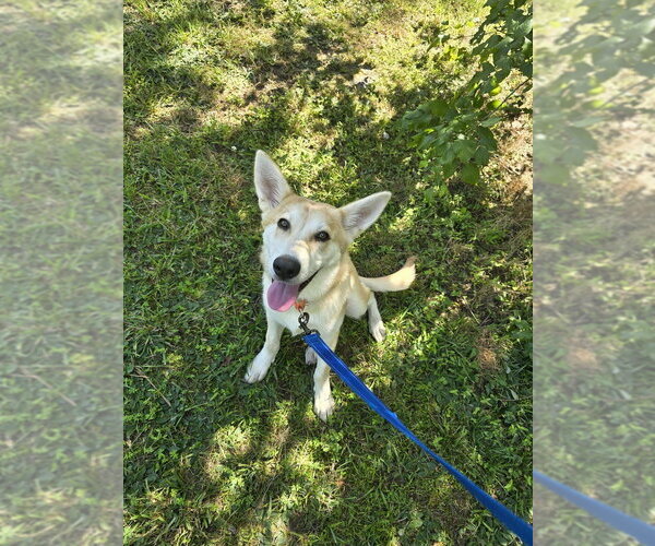 Medium Photo #3 Siberian Husky-Unknown Mix Puppy For Sale in Candler, NC, USA