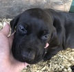 Small Photo #5 German Shorthaired Pointer Puppy For Sale in ALACHUA, FL, USA