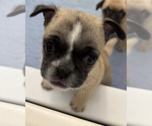 Ella - Female Pug-Unknown Mix Dog for Adoption - Photo #4
