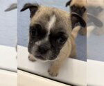 Small Photo #4 Pug-Unknown Mix Puppy For Sale in Corona, CA, USA