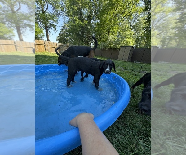 Medium Photo #1 Great Dane-Sheepadoodle Mix Puppy For Sale in EGG HARBOR CITY, NJ, USA