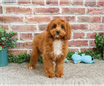 Small #7 Cavapoo (Miniature)