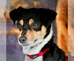 Small #4 Rat Terrier