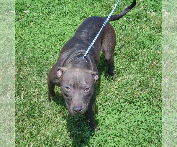 Medium Photo #4 American Staffordshire Terrier-Labrador Retriever Mix Puppy For Sale in Huntley, IL, USA