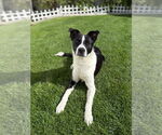 Small #2 Border Collie Mix