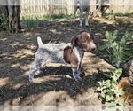 Small Photo #37 German Shorthaired Pointer Puppy For Sale in EVANSVILLE, WY, USA
