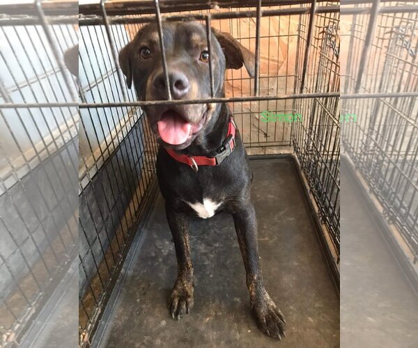 Medium Photo #4 American Pit Bull Terrier-Unknown Mix Puppy For Sale in Woodland Hills, CA, USA