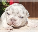 Puppy 6 French Bulldog