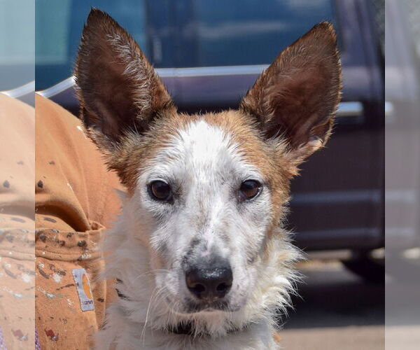 Medium Photo #1 Basenji-Red Heeler Mix Puppy For Sale in Huntley, IL, USA