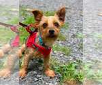 Small Mutt