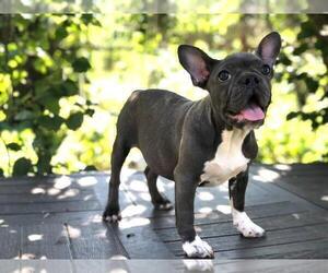 French Bulldog Puppy for sale in BROOKLYN, NY, USA