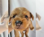 Small Photo #11 Yorkshire Terrier Puppy For Sale in KATY, TX, USA