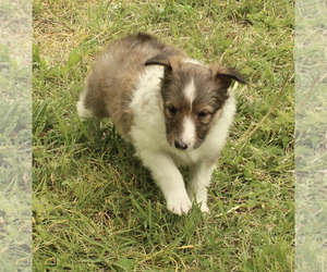Shetland Sheepdog Puppy for sale in NEOSHO, MO, USA