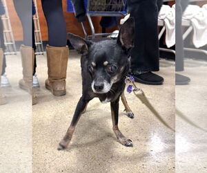 Chihuahua-Unknown Mix Dogs for adoption in Wheaton, IL, USA