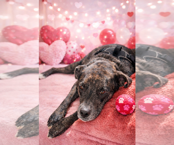 Medium Photo #4 Catahoula Leopard Dog-Unknown Mix Puppy For Sale in Euless, TX, USA