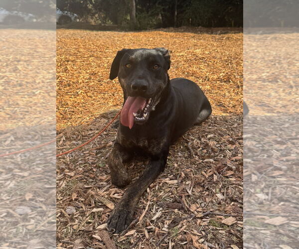 Medium Photo #3 Labrador Retriever-Unknown Mix Puppy For Sale in Woodland Hills, CA, USA