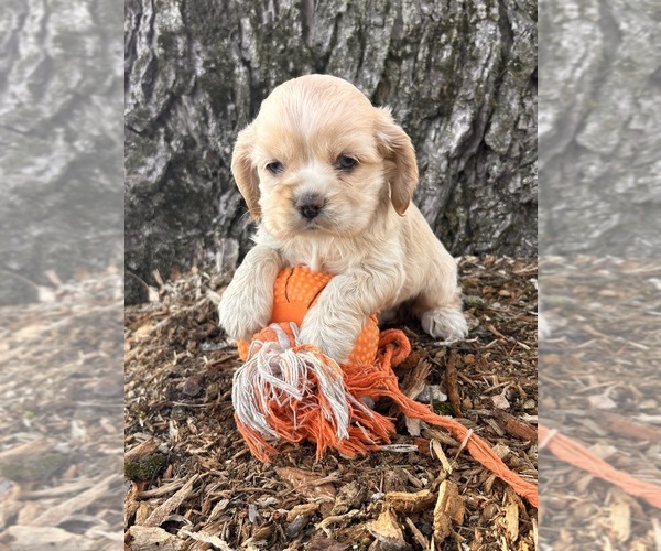 Medium Photo #1 Cocker-Pei Puppy For Sale in MIDDLEBURY, IN, USA